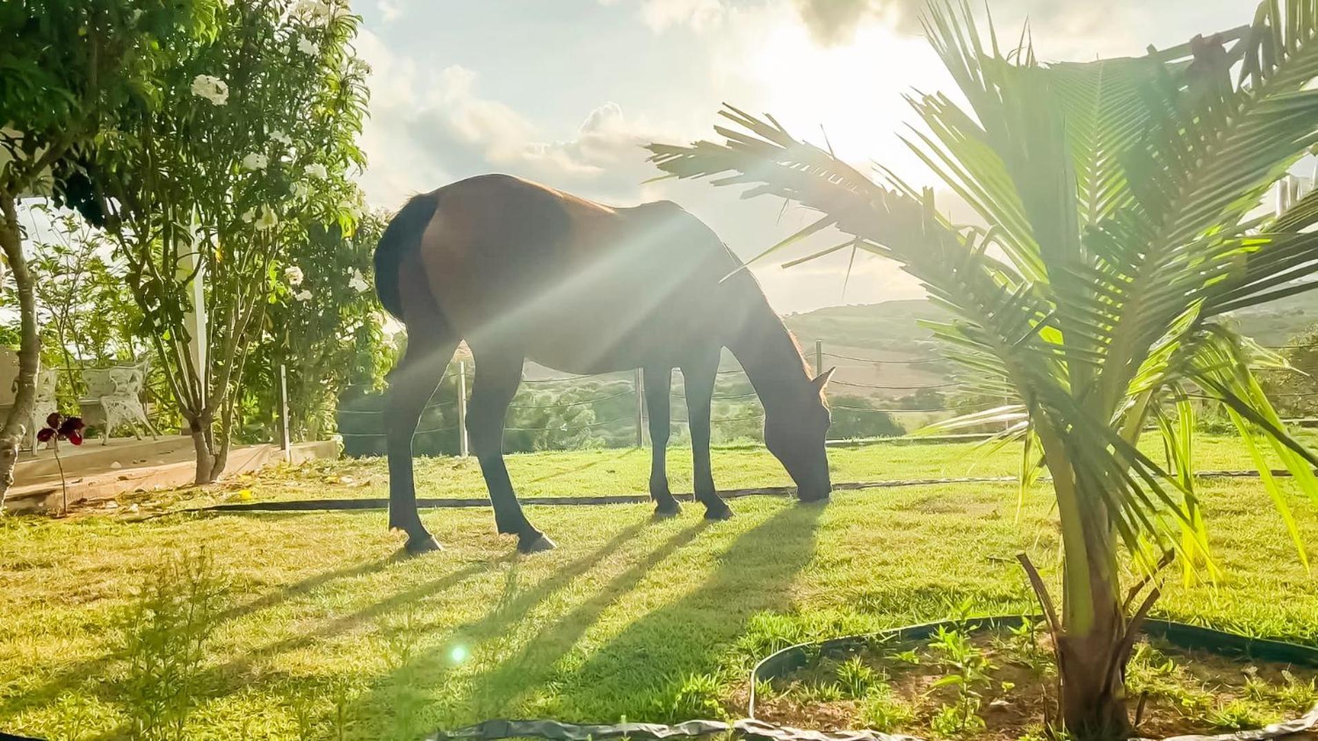 Fazenda Terra Bonita - Trilhas e Passeios a Cavalo - Suítes e Chalés Tipo Flat Serra de São Bento Esterno foto